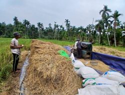 Petani Pahlawan Pangan Desa Sungai Rambai